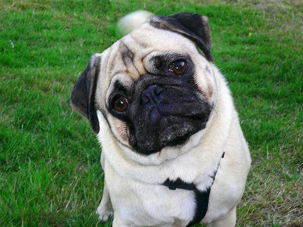 Rasse Mops