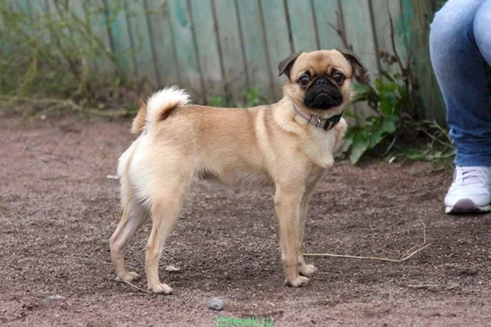 Mops Mischlinge