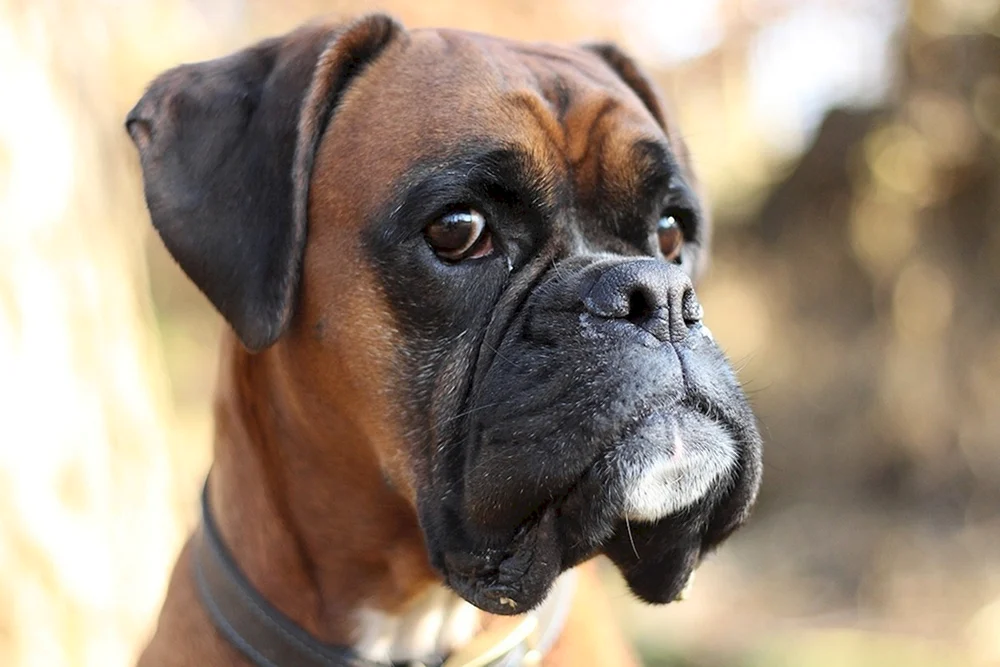 Bulldogge Deutsch und Boxer