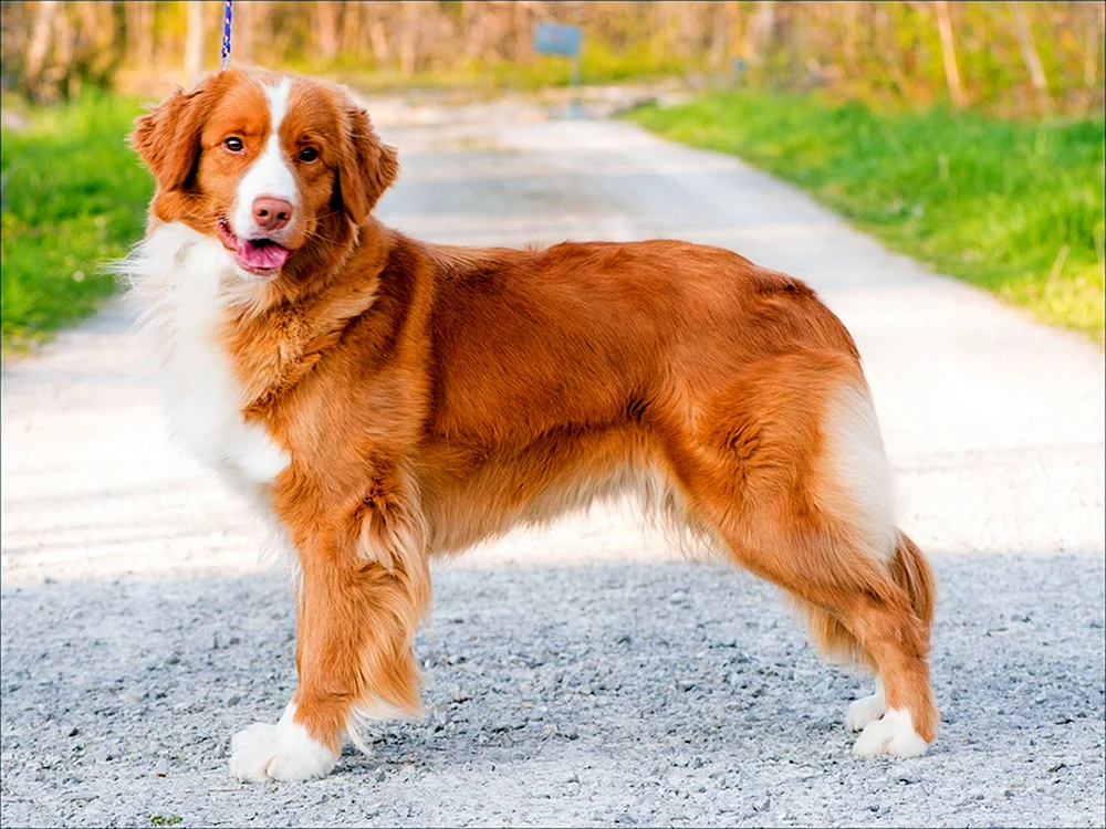New Scotland Retriever