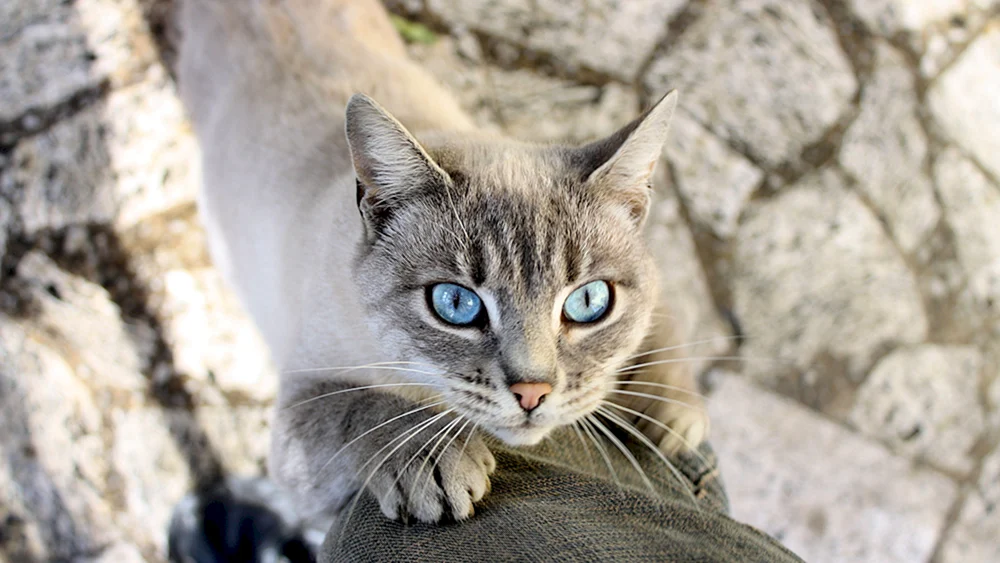 Ochos azules