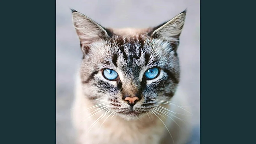 Ochos azules
