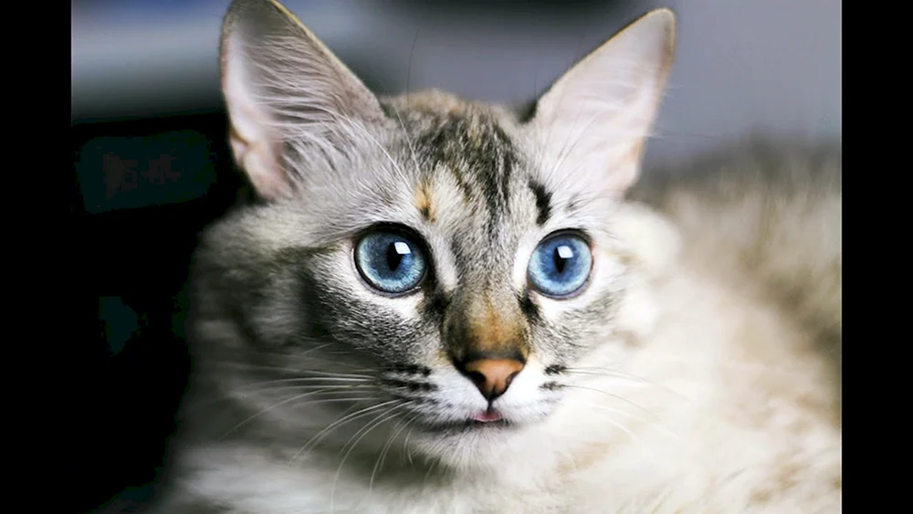 Ochos azules