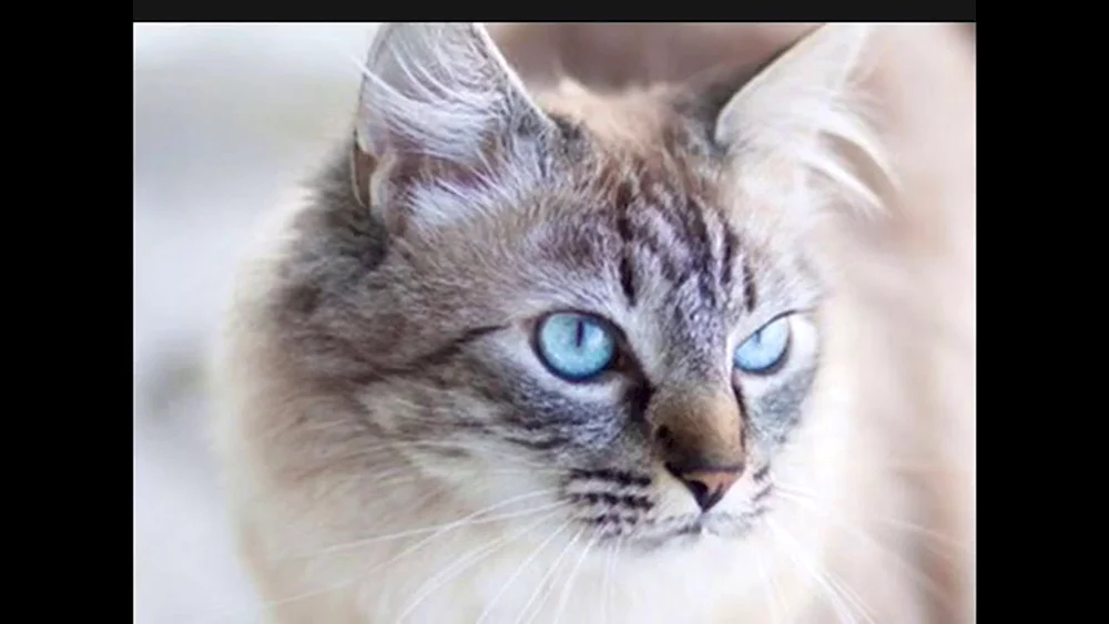 Rasse der Katze Ohi. Ozules