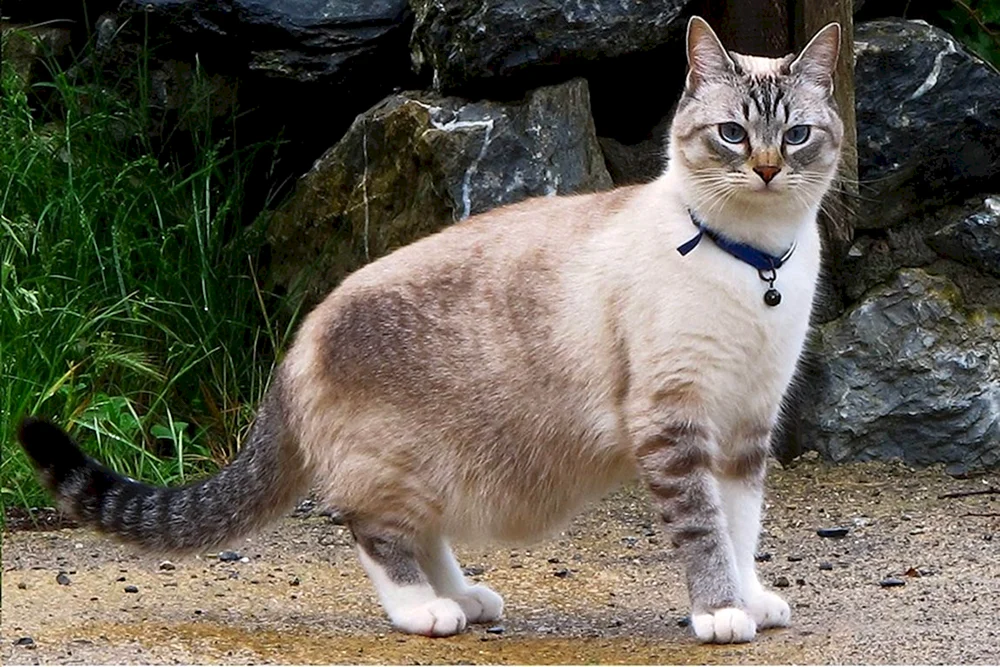 Ochos azules