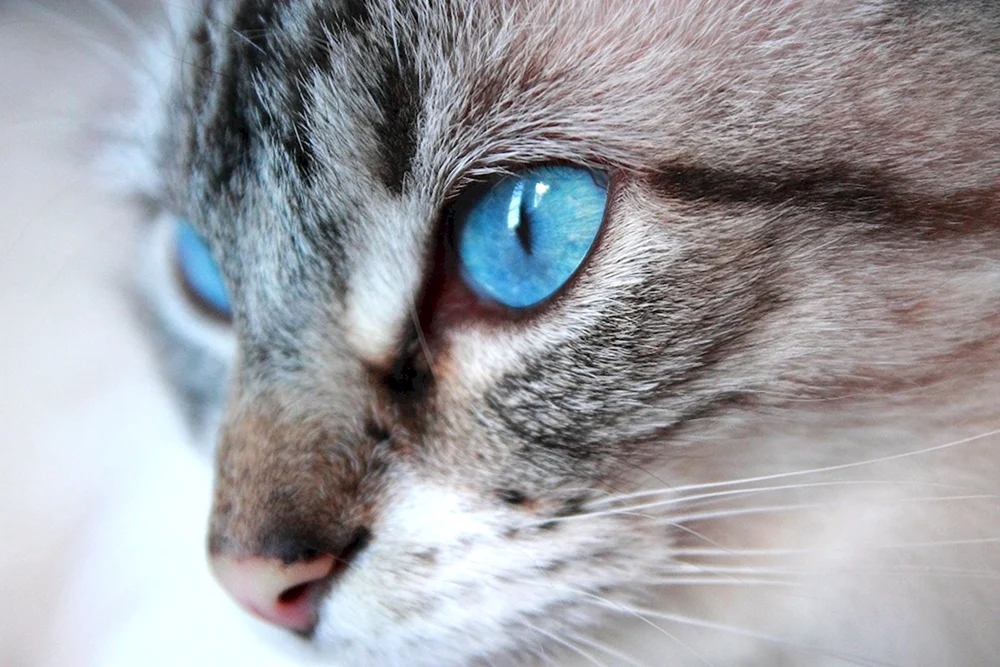 Ochos azules
