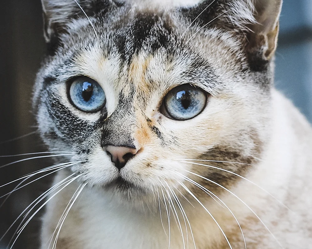Ochos azules Katzenrasse. Ozules