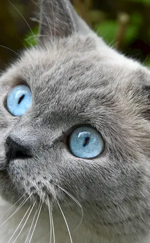 Ochos azules