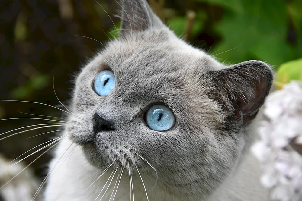 Ochos azules