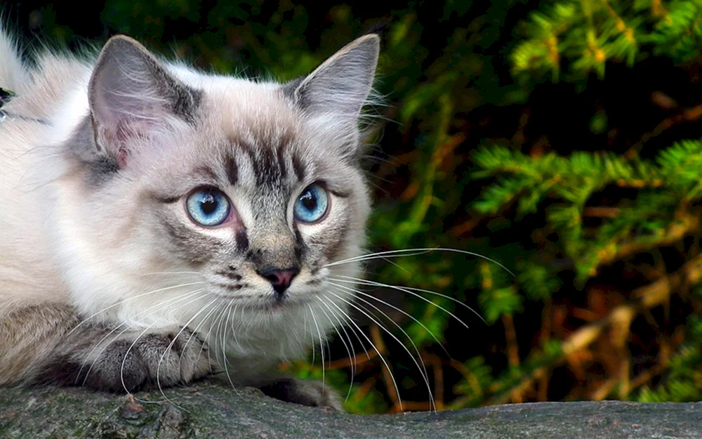 Europäische Kurzhaarkatze