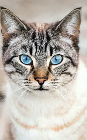 Ochos azules