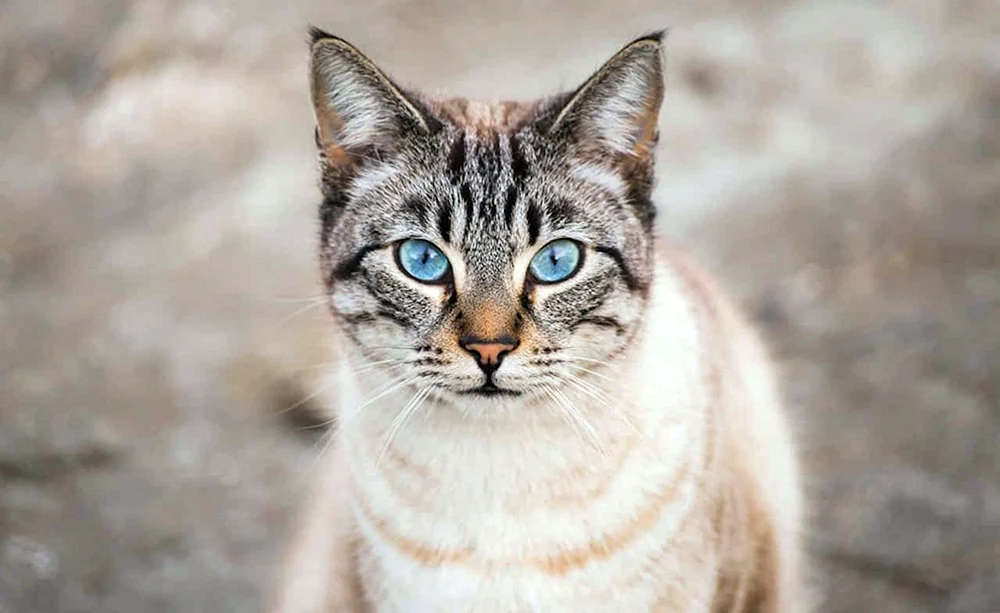 Ochos azules