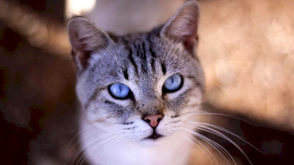 Ochos azules