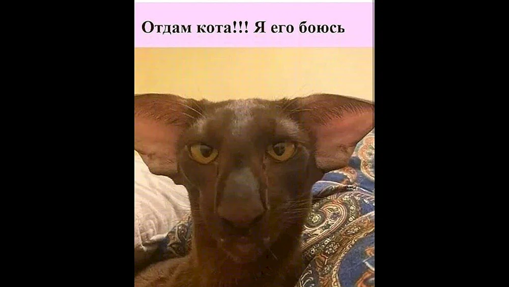 Orientalische Katze
