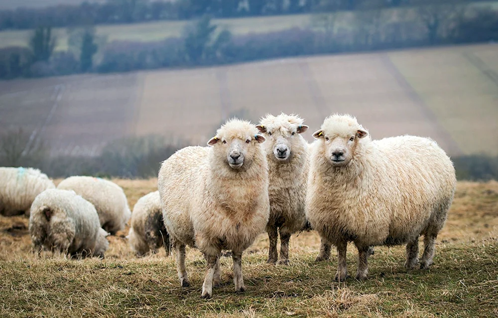 Schaf. Merino Chris Canberra