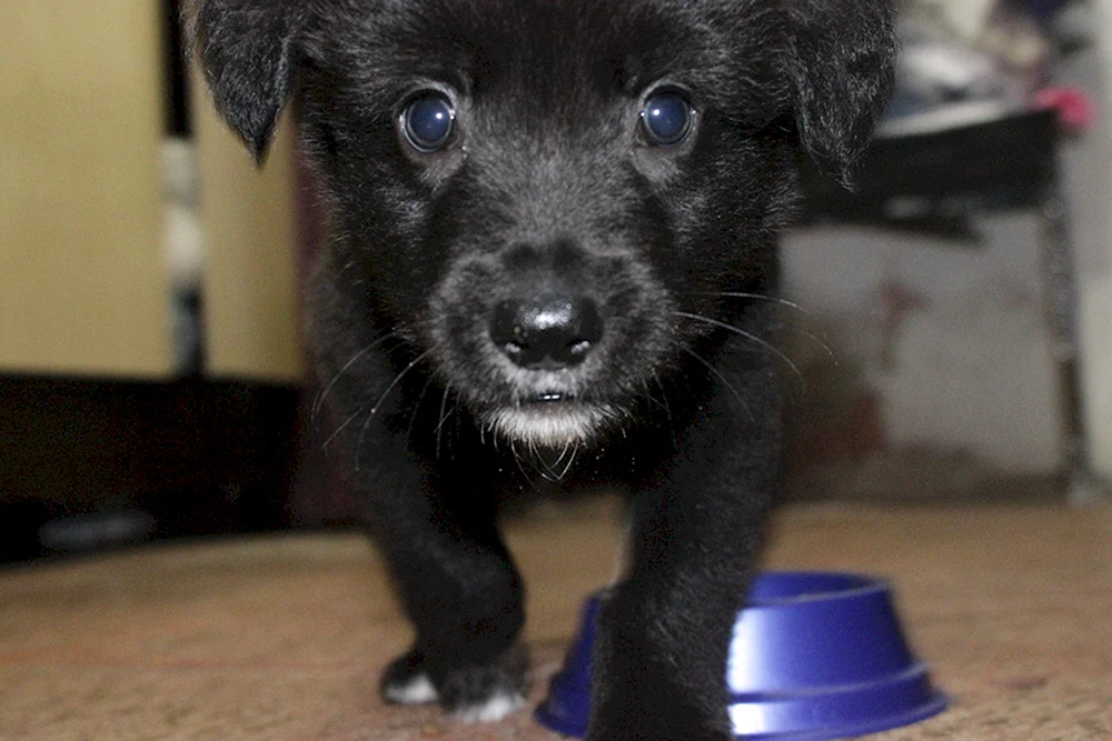 Patterdale Terrier