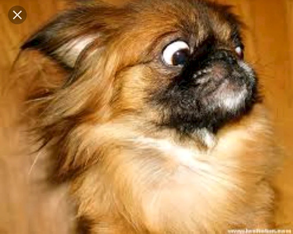 Zwerg Pekingese