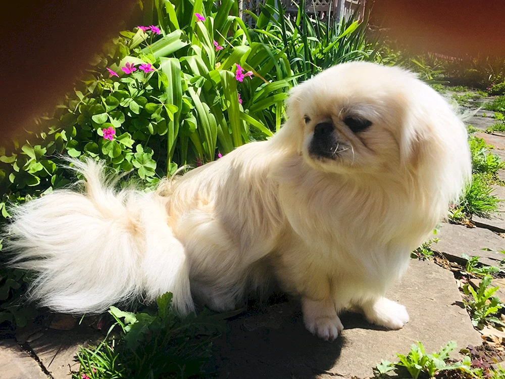 Zucht Pekingese