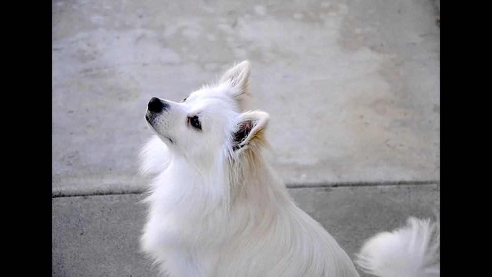 Pomchi