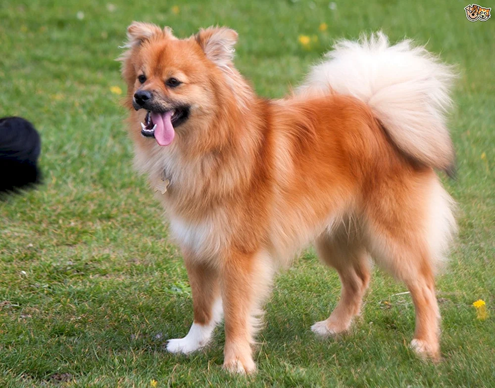 Chihuahua Pomchi
