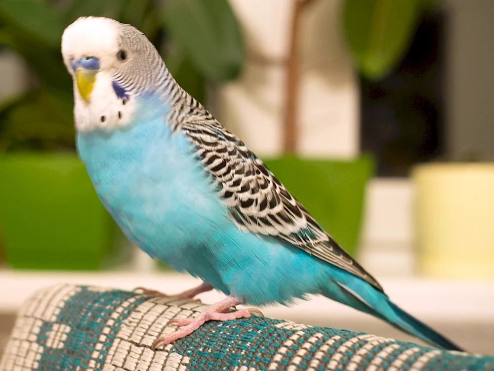 Ritchie's Parrot Breed