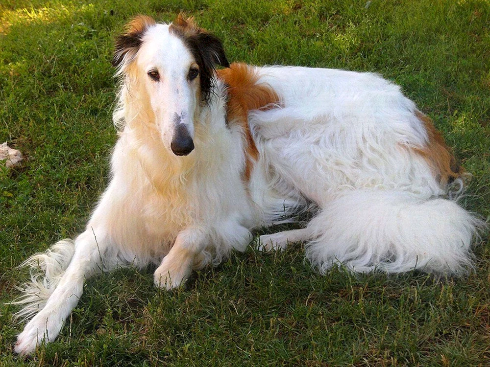 Honchaya Windhund Hunderasse