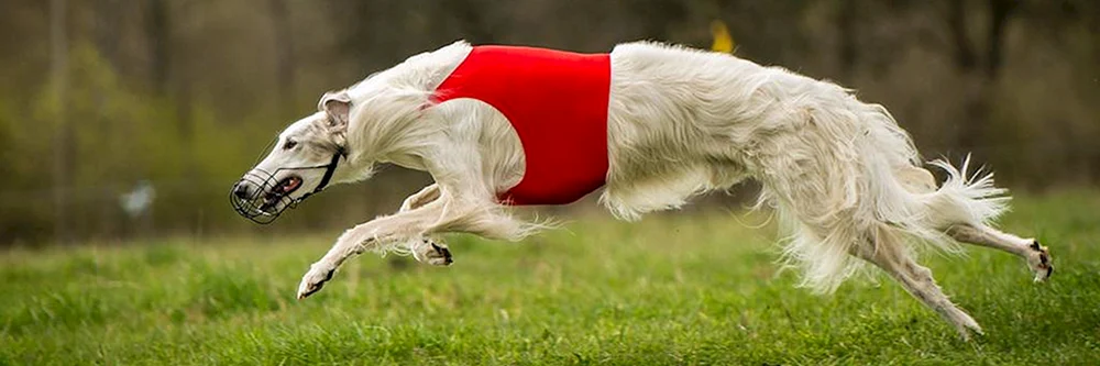 Azavak Greyhound