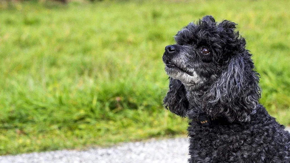 Zwergpudelhund