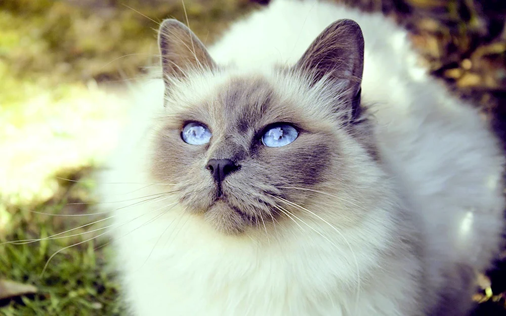 Siamese Ragdoll