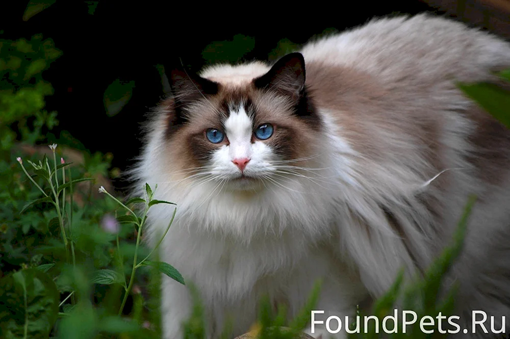 Ragdoll-Katzenrasse Ragdoll