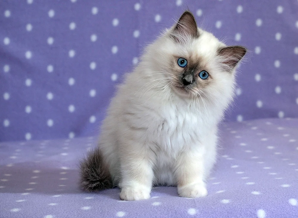 Ragdoll