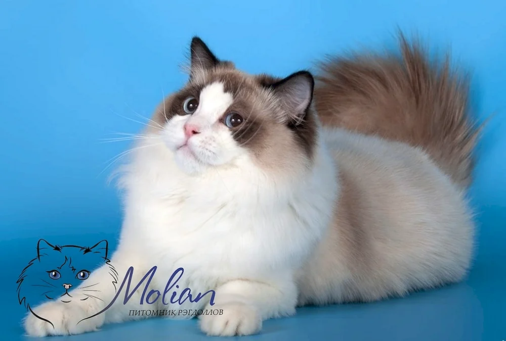 Balinese Ragdoll