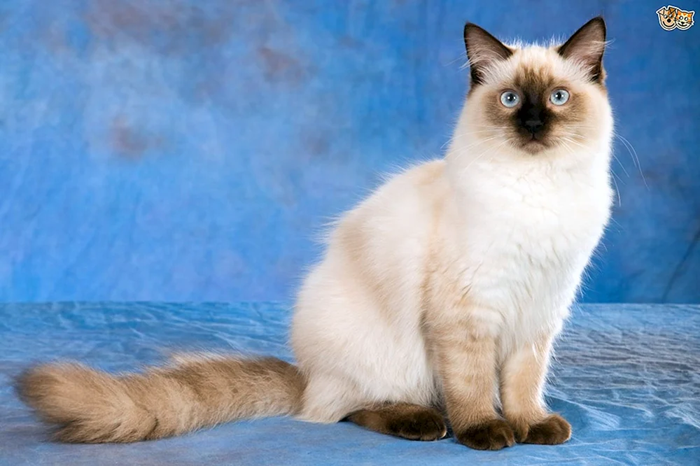 Ragdoll