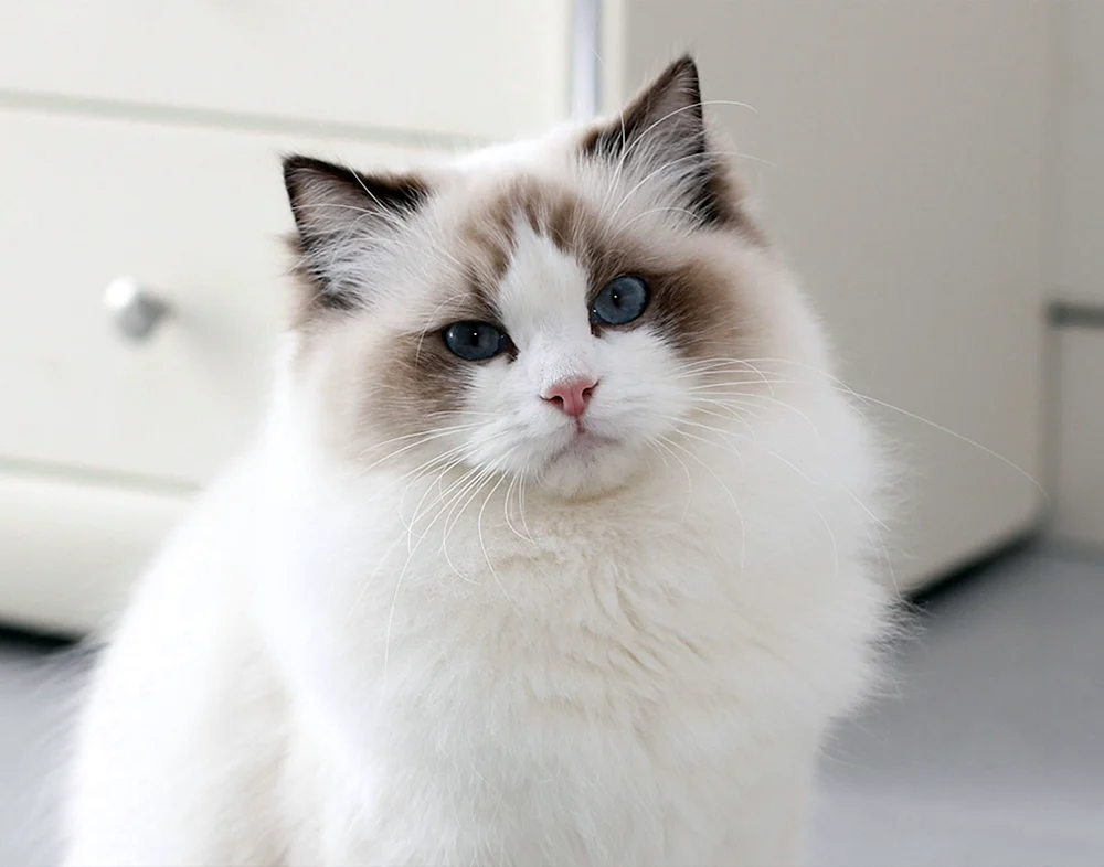Ragdoll-Katze
