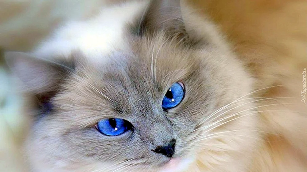 Schottische Schopfkatze grau bernsteinfarbene Augen