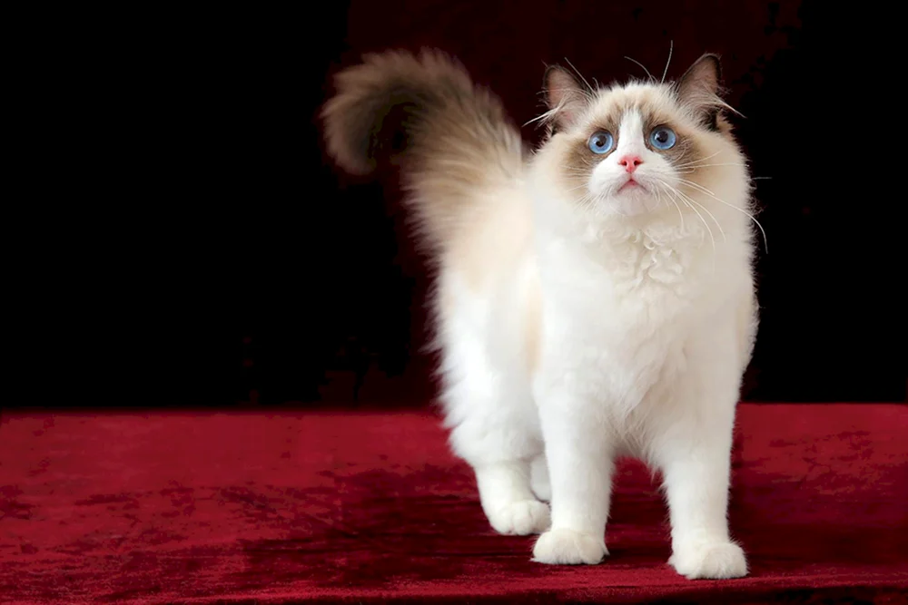 Ragdoll und Ragamuffin-Katzenrasse