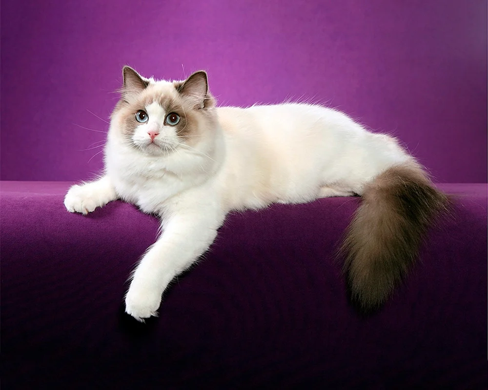 Ragdoll-Katzenrasse