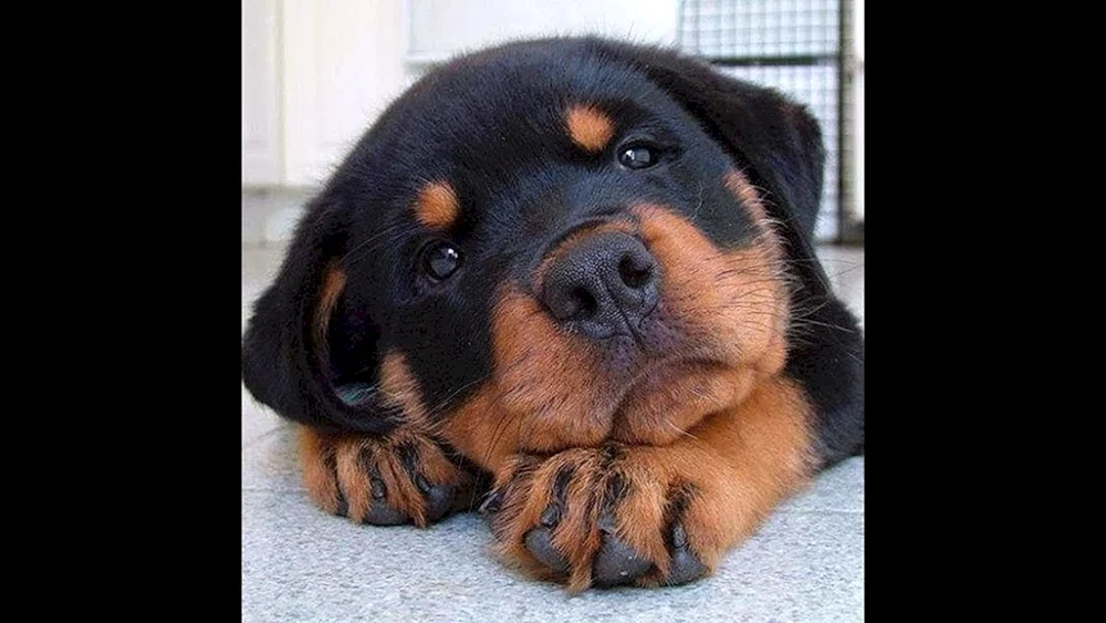 Hund Rottweiler