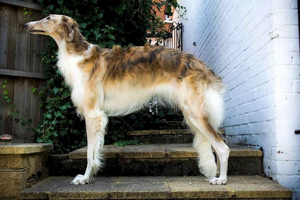 Azawak Afrikanischer Windhund