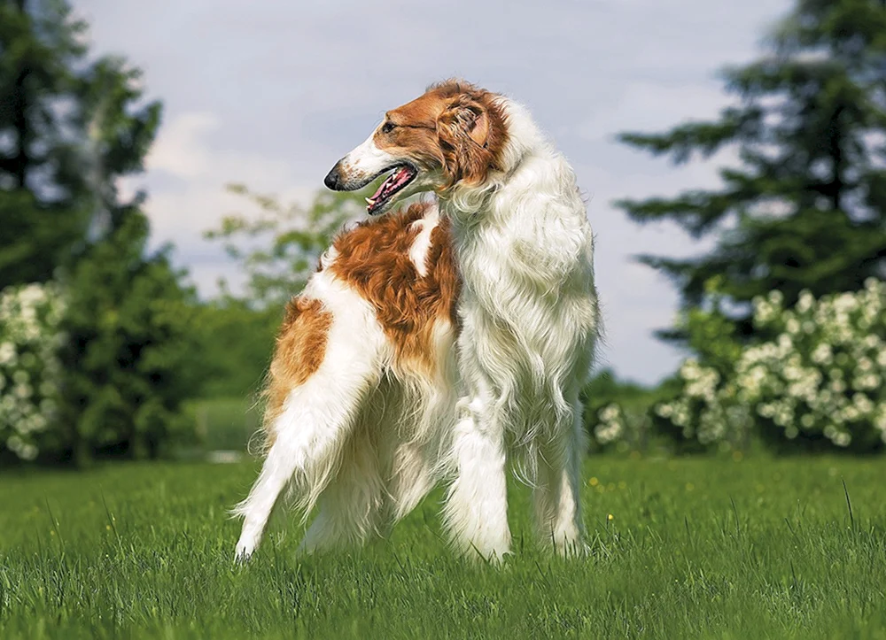 Russischer Windhund Windhundrasse