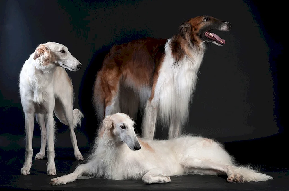 Russischer Windhund-Wolfshund