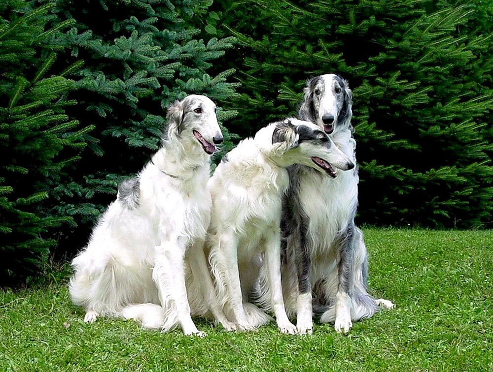 Cocker Spaniel Jagd