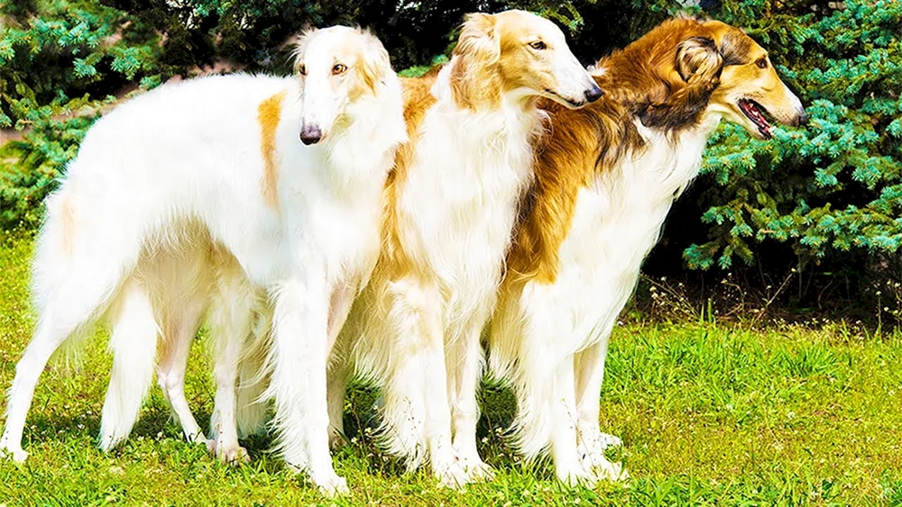 Russischer Laufhund Windhund