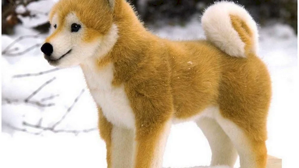 Shiba inu