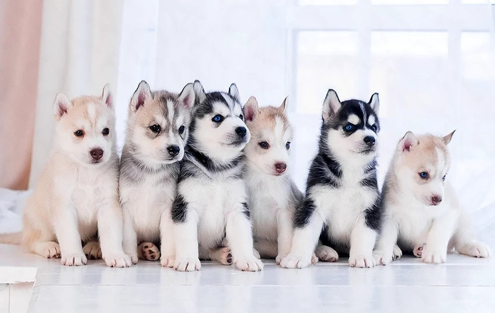 Husky Hundewelpe