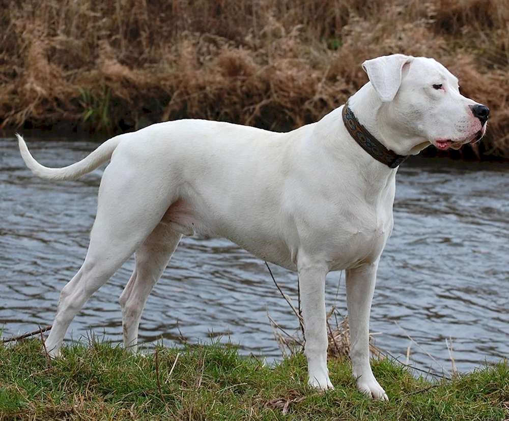 Argentinische Hunderasse Dogge