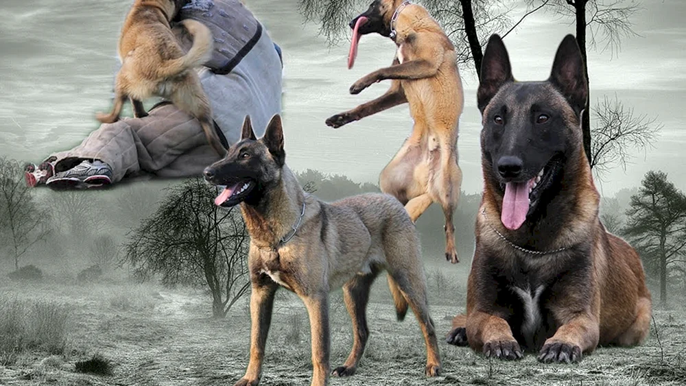 Belgischer Schäferhund Malinois