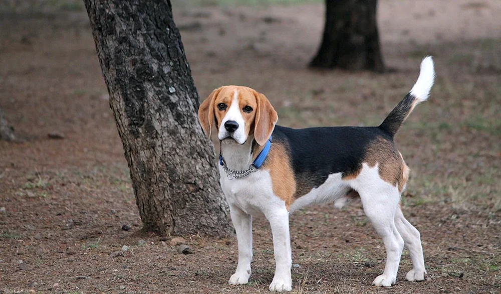 Rasse des Beagle-Hundes
