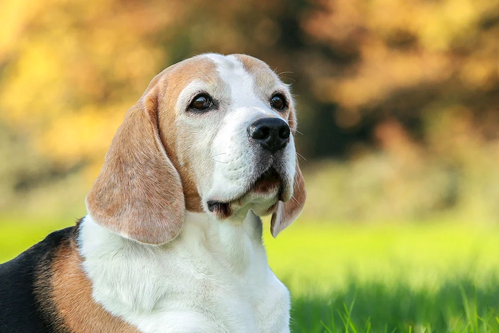 Rasse des Beagle-Hundes. Beagle