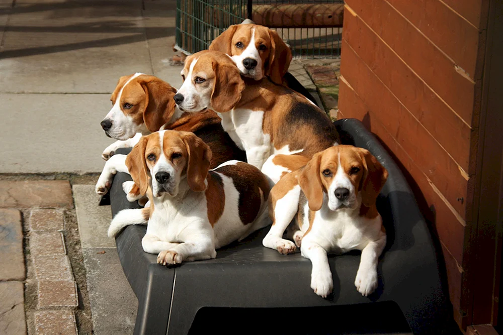 Hunderasse Beagle